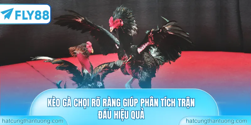 Kèo gà chọi rõ ràng giúp phân tích trận đấu hiệu quả